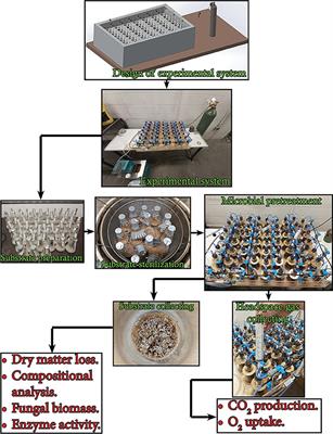 Modeling the microbial pretreatment of camelina straw and switchgrass by Trametes versicolor and Phanerochaete chrysosporium via solid-state fermentation process: A growth kinetic sub-model in the context of biomass-based biorefineries